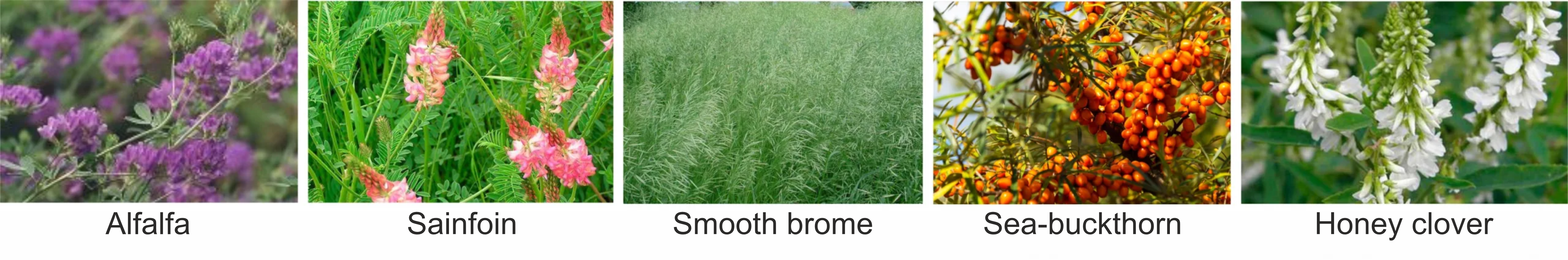 plants for mine reclamation