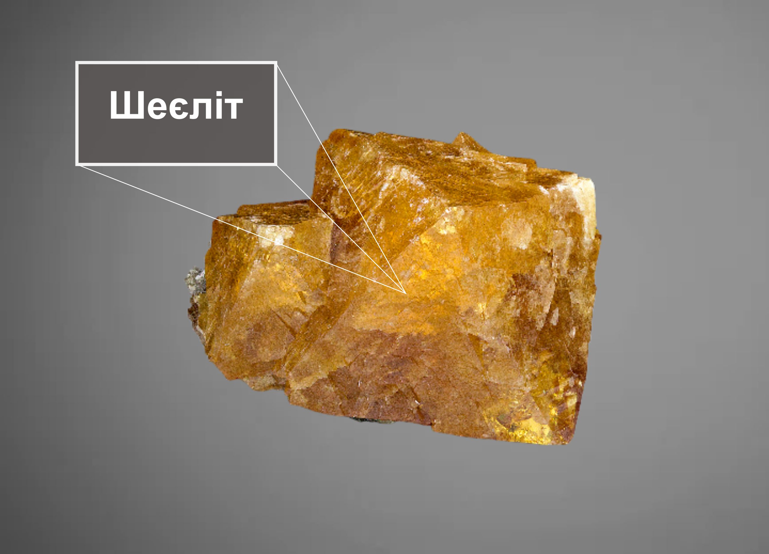 sheelit scaled