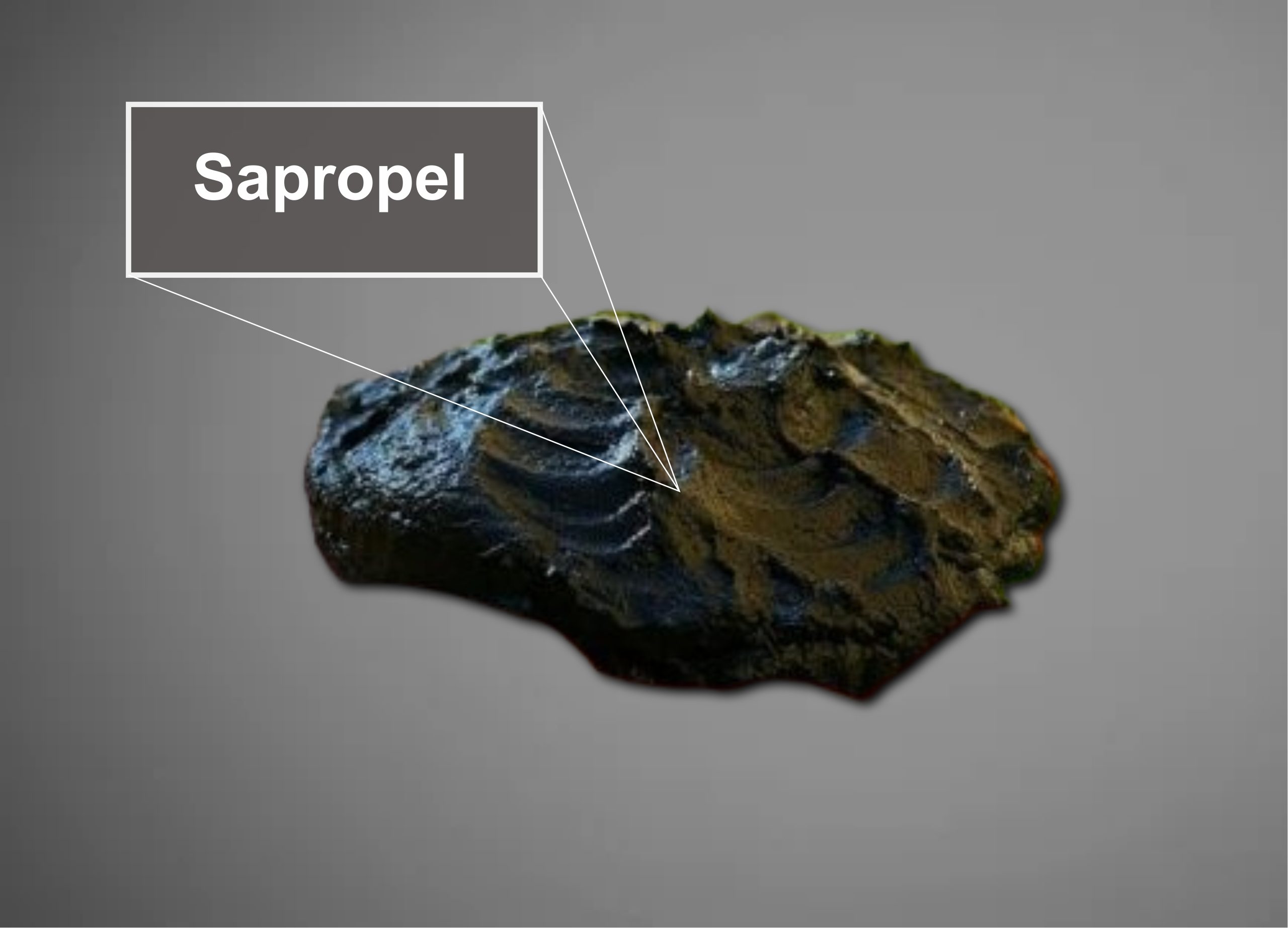 sapropel
